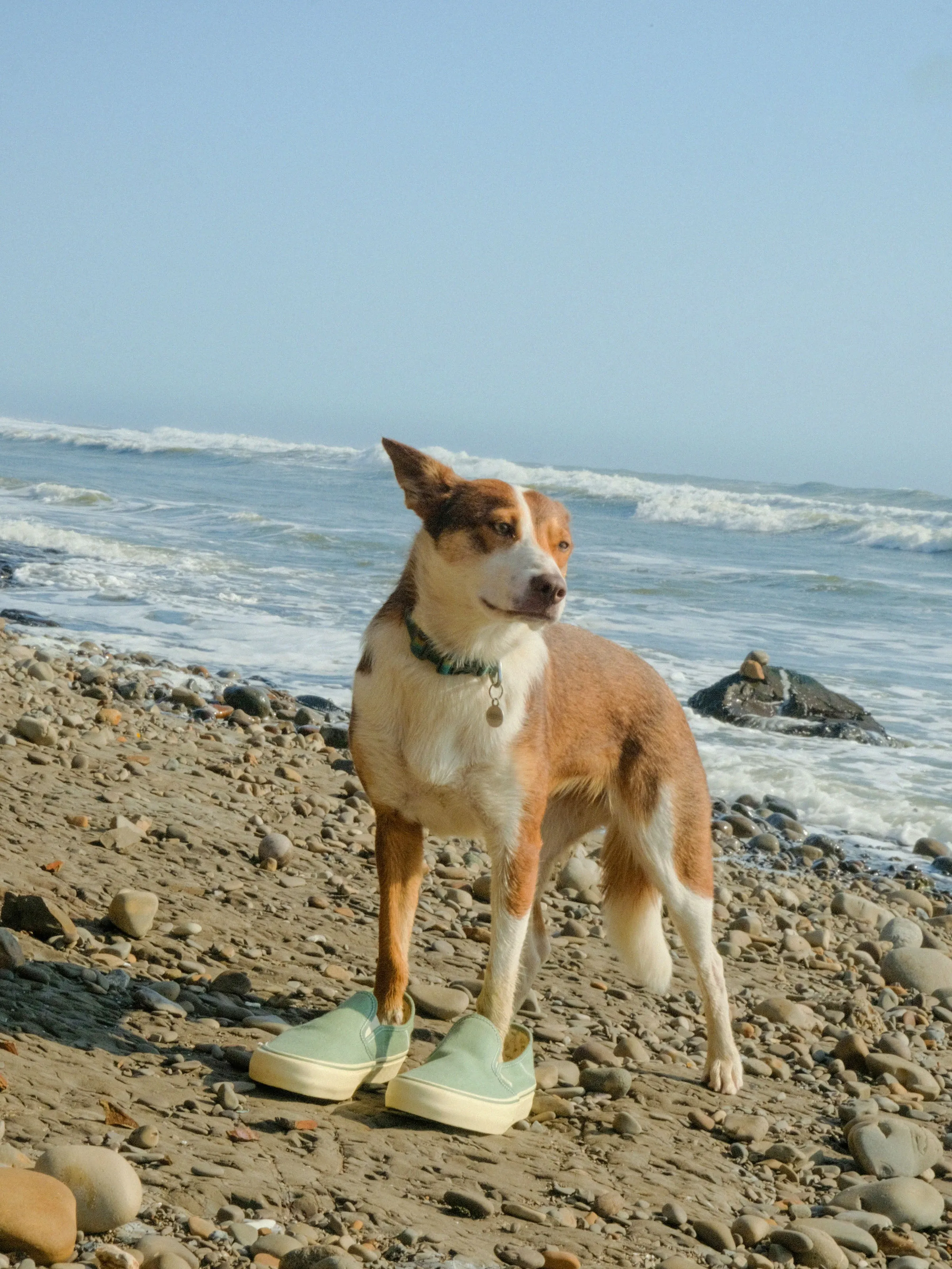 Vans / Mollusk Slip-Ons SF